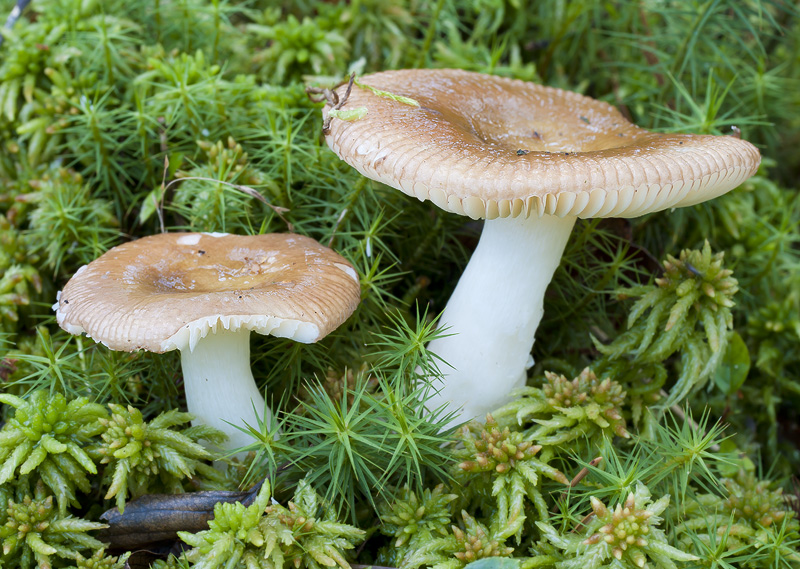 Russula nitida